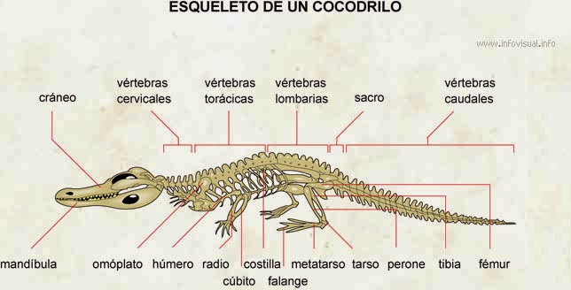 Trabajar en el zoo: Anatomía del orden crocodilia
