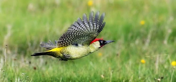 baby weasel flying on the back of the woodpecker is tossed out by the green woodpecker as it flies back home via geniushowto.blogspot.com rare wildlife encounter photos