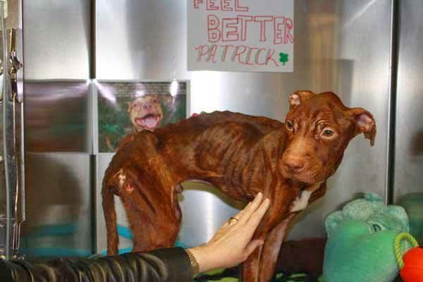 This Abused Starved Dog Was Thrown Down A Trash Chute. Then A Miracle Happened!