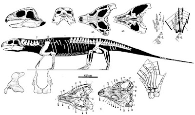 Mesosuchus skull