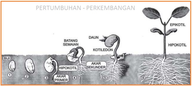 Pertumbuhan Dan Perkembangan Tumbuhan