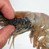 Never eat seafood from THESE countries: it may be filled with animal feces and antibiotics