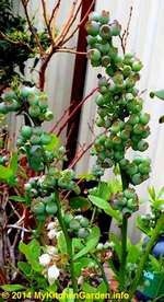 Blueberry Fruits