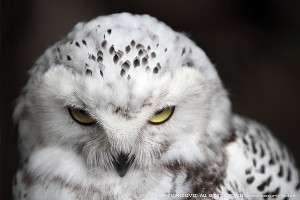 コガソーシャルファクトリィズ ラボラトリィ ｓｉｎ 奇天烈動画配信団 茶飲み講話 三種の神器 悪堕ち 裏切りの奇天烈よ 死に候え 剣鈴の愛した奇天烈 は もういない 人間が腐っている