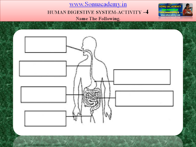 SONU ACADEMY: HUMAN DIGESTIVE SYSTEM- ACTIVITY-4