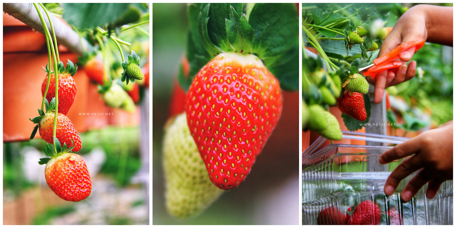 Memetik buah di Big Red Strawberry Farm, Cameron Highlands