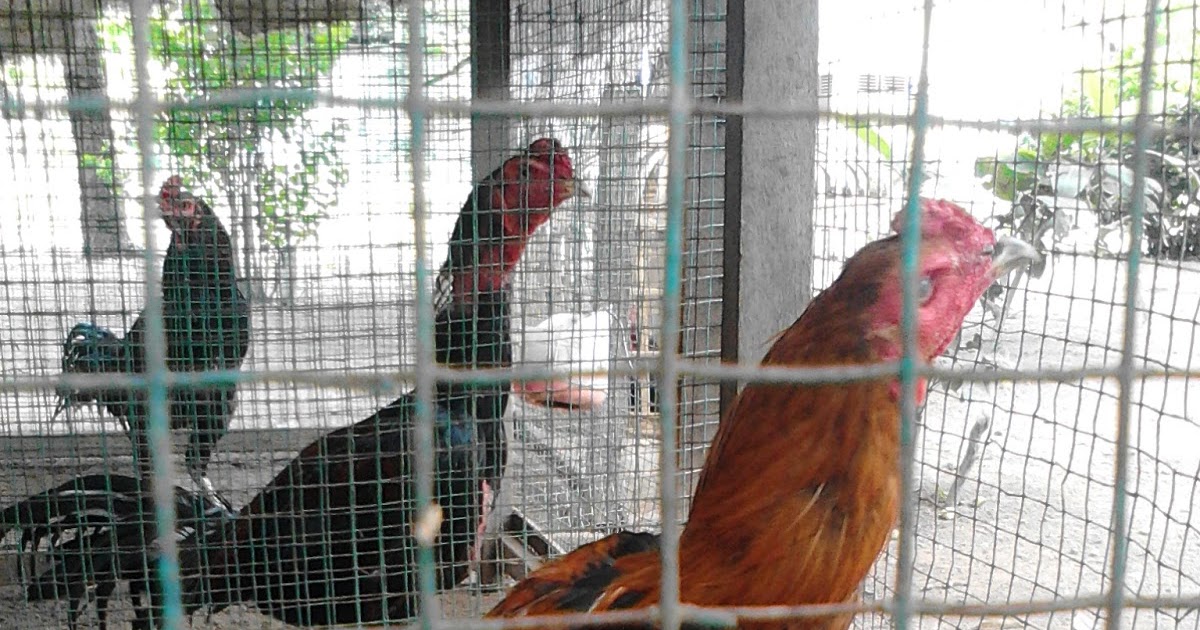 Populer 25+ Jual Beli Ayam Bangkok