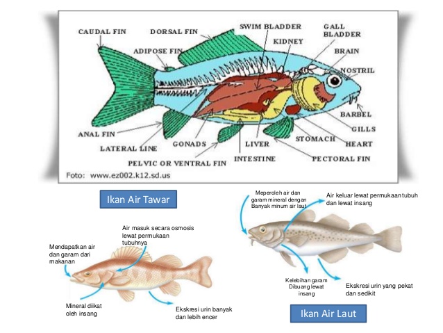 PENJELASAN SECARA DETAIL SISTEM EKSRESI PADA IKAN - Izin ...