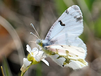 olympia marble butterfly