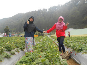 kebun stroberi, karanganyar