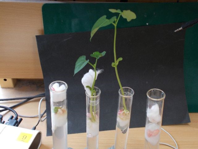 板書ノート 植物の発芽 成長