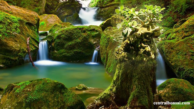Bisnis Bakalan Tanaman Bonsai Sangat Menjanjikan