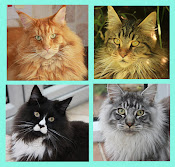 My Maine Coon cats