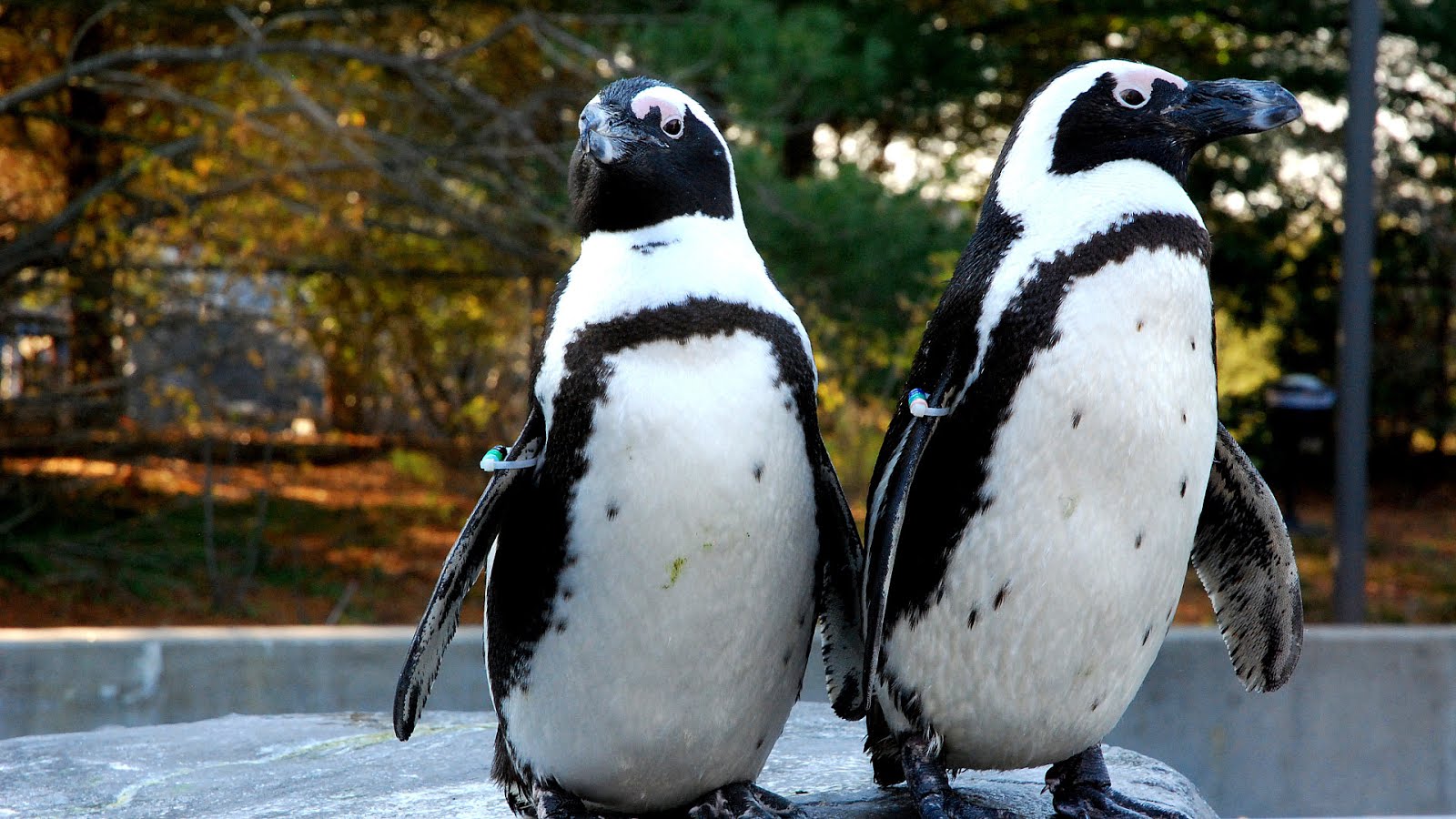 Why Are Penguins Endangered - Danger Choices