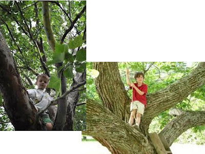 http://2.bp.blogspot.com/-yxfi5kusMdw/UI3K-mUg1VI/AAAAAAAADgc/r04OnuPcfGY/s400/treeclimbing.jpg