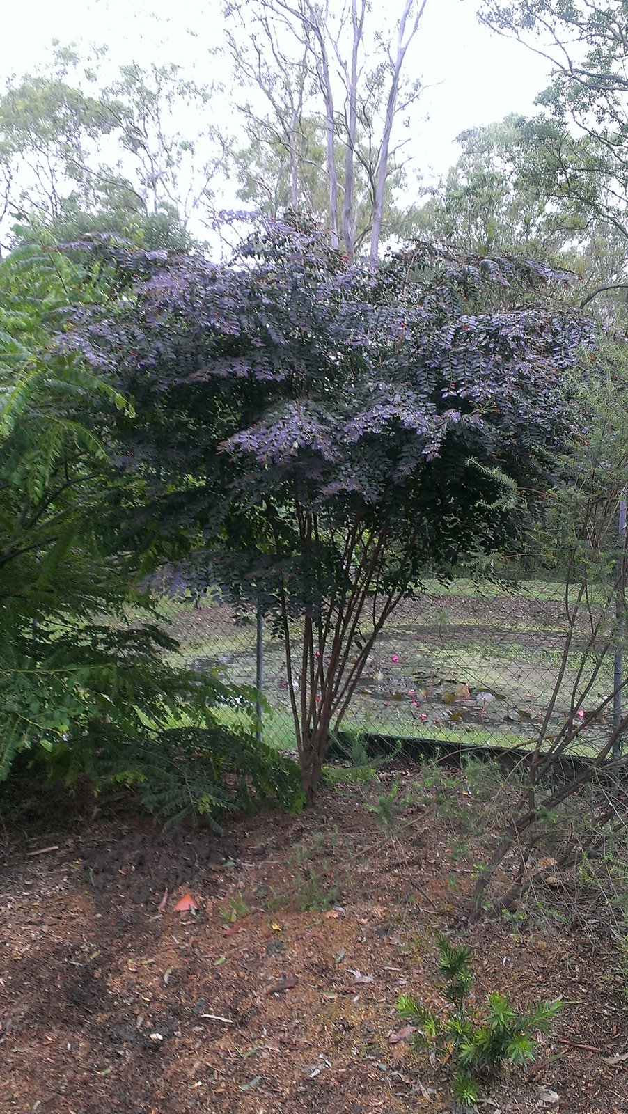 Gondwana Nursery Breynia Ironstone Range in Brad and Mylissas garden