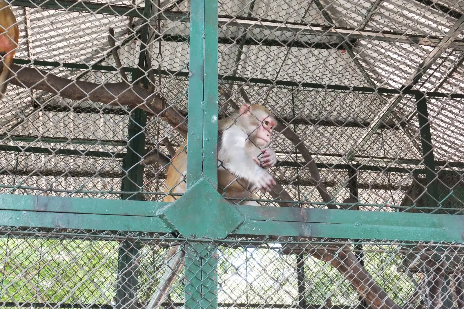 hanoi-zoo-monkey ハノイ動物園の猿3