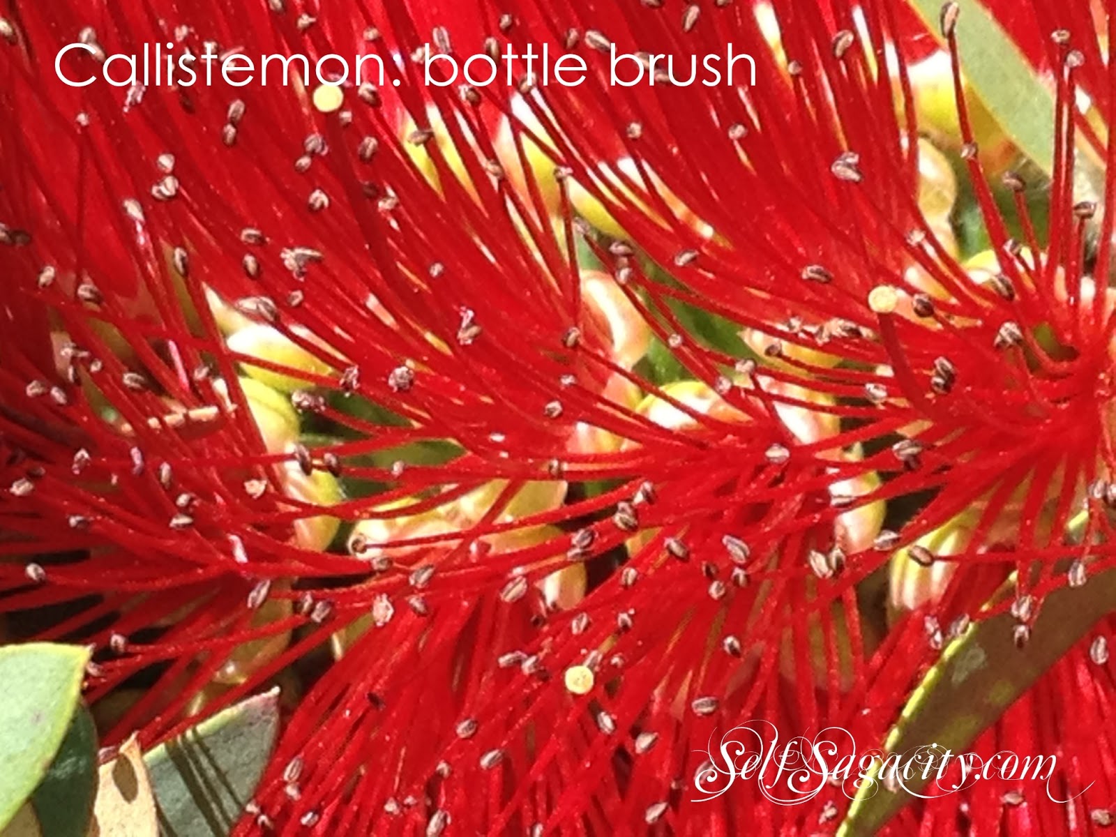 Red Callistemon: Red bottle brush flowers