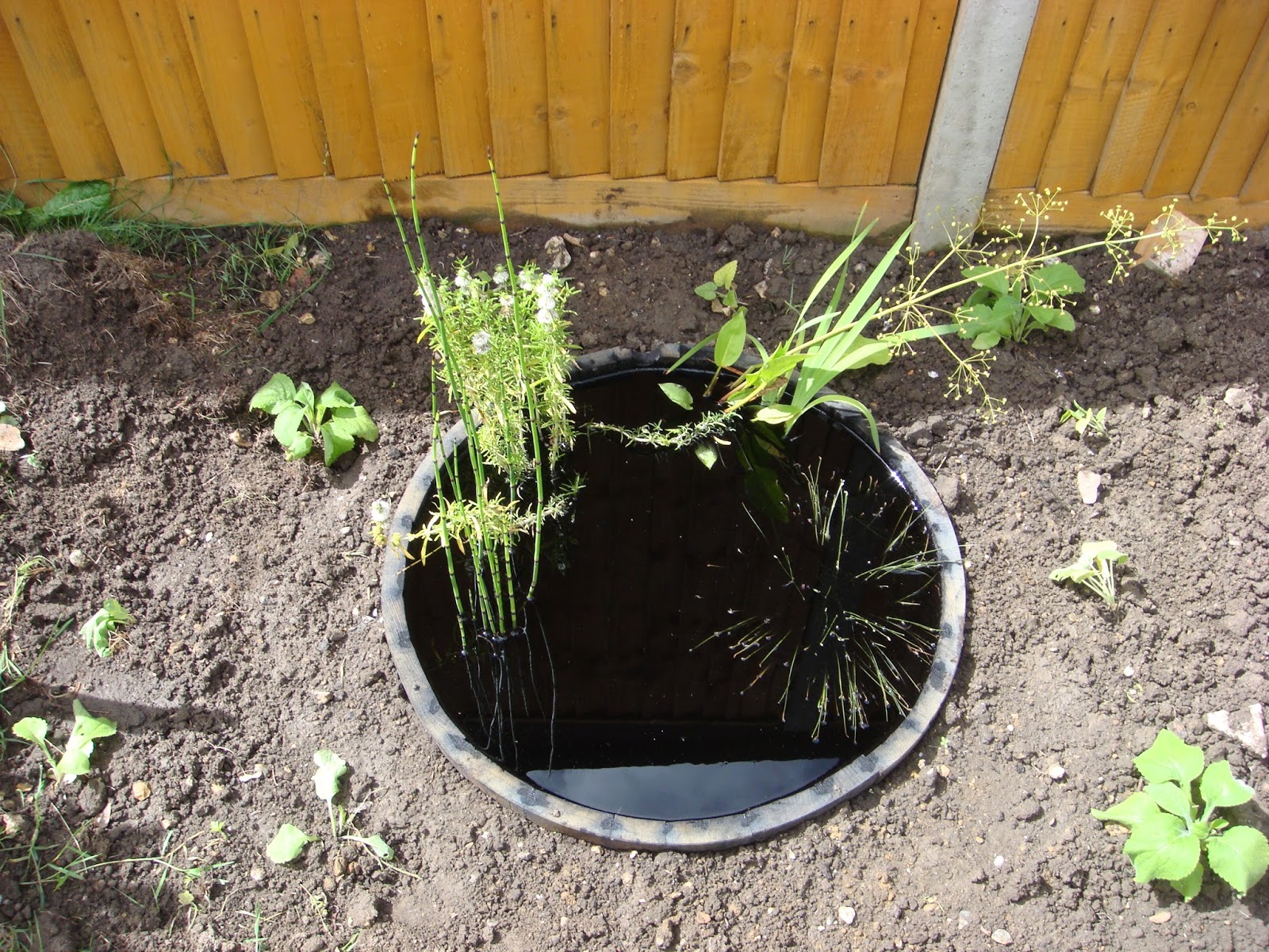 koi-pond-design-above-ground-barrel-pond.jpg