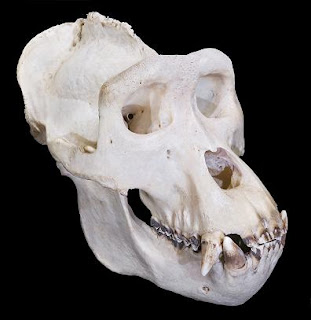Cráneo de gorila