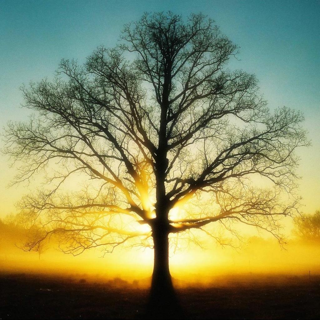 Koklikô Dreaming Trees