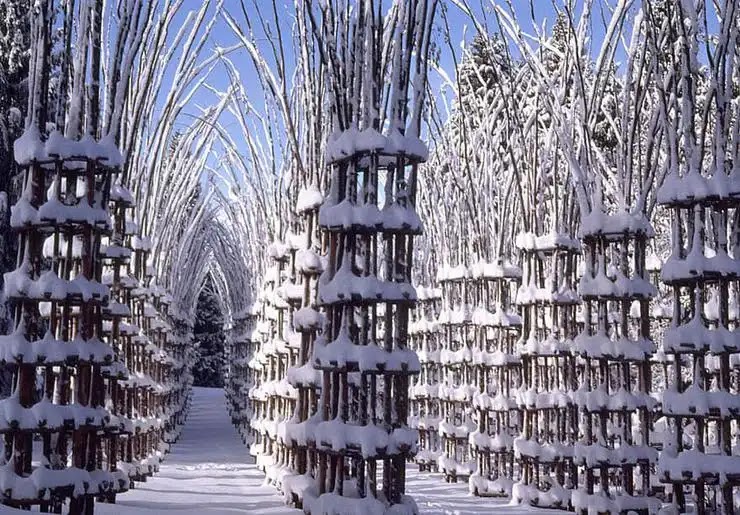 Mind-Blowing Photos Of Cathedral Made Of Trees