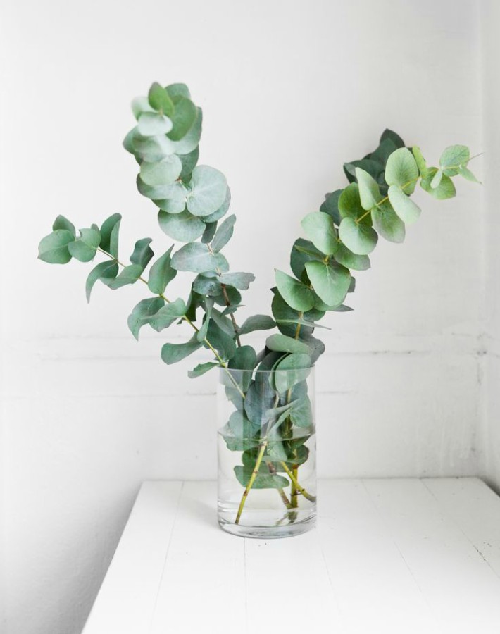 Conservar Y Mantener El Olor De Las Ramas De Eucalipto