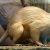 Tikus Besar Langka Ditemukan, Tikus Besar Dan Langka ini Buat Heboh Warga