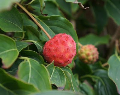 bentuk buah Dogwood berry (Cornus kousa)