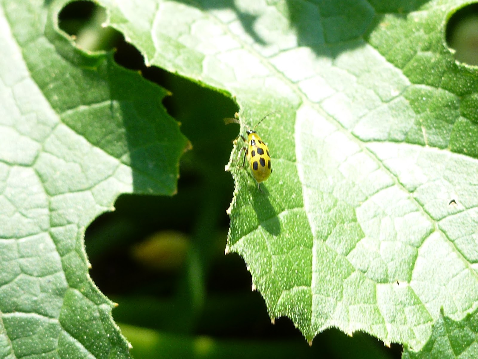 You Can�t Eat A Lawn The Zucchini Axis of Evil