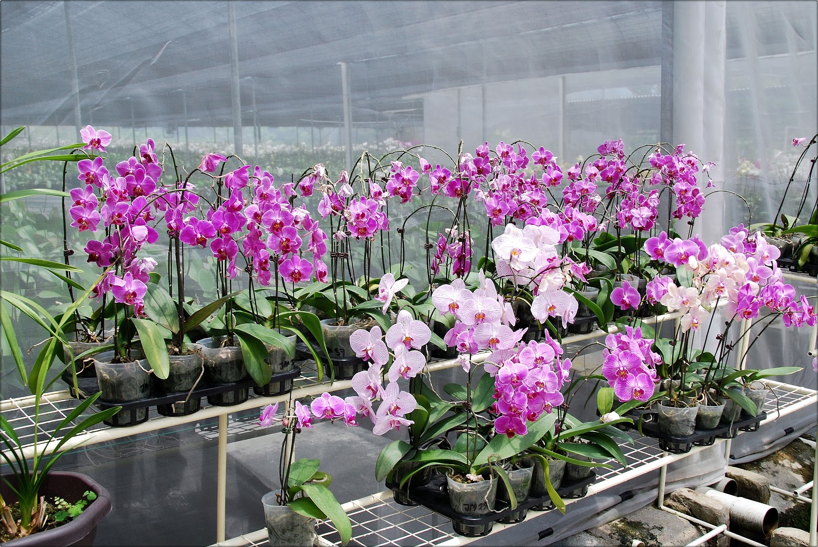How to Grow Orchids for Profit...