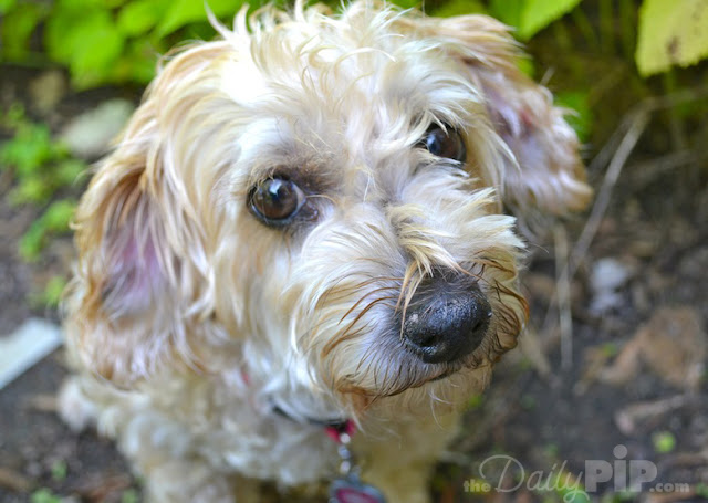 Ruby's First Spring Rescue matters - Ruby's first spring in her new home