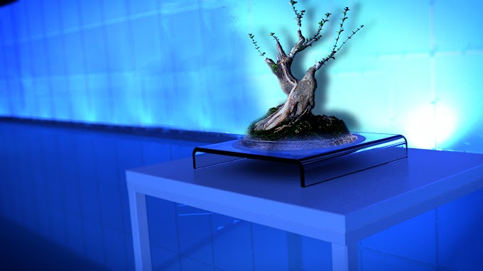 MERAWAT BONSAI DI DALAM RUMAH / BONSAI INDOOR