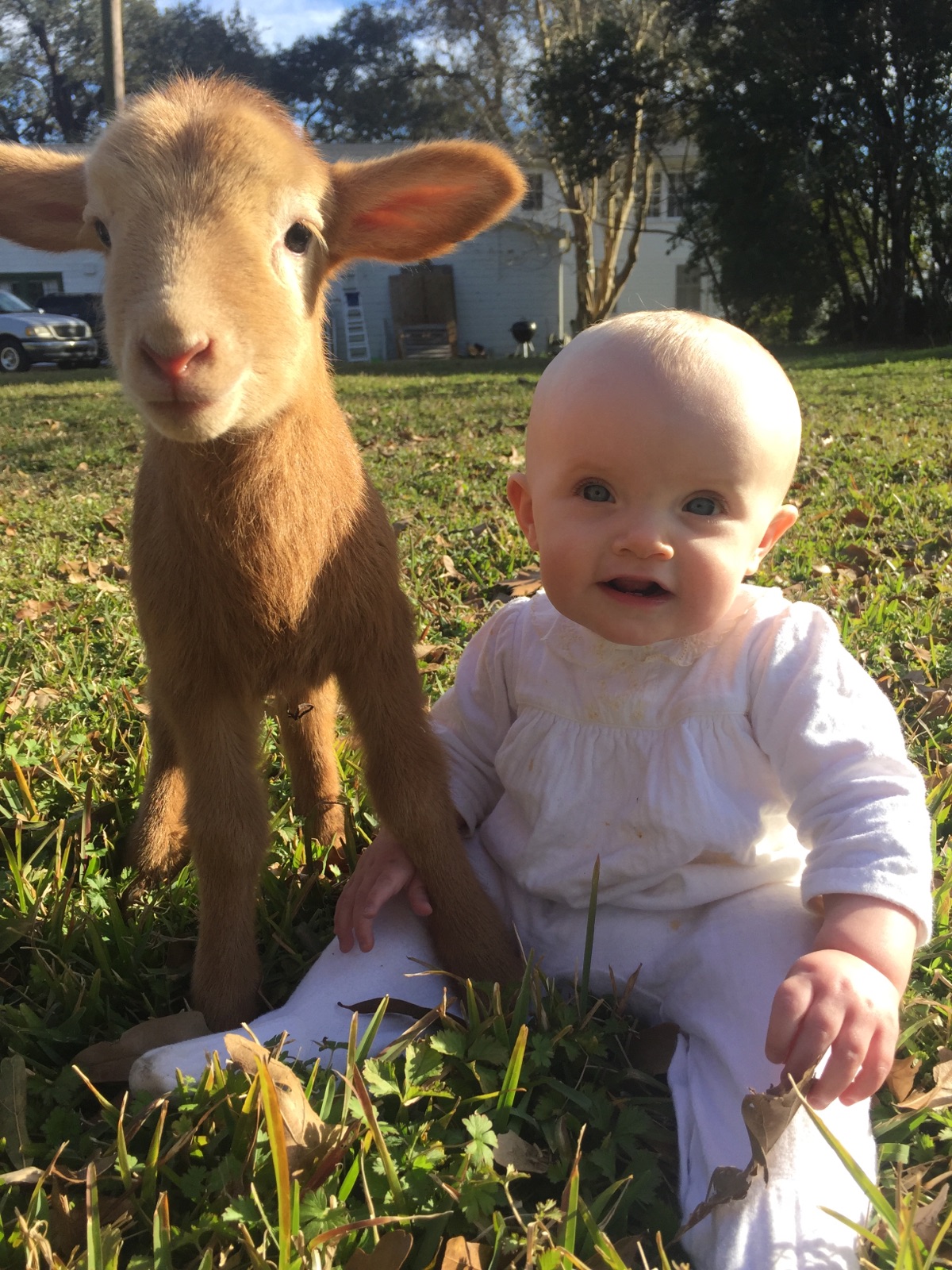 What should we name our Newborn Twin Lambs?