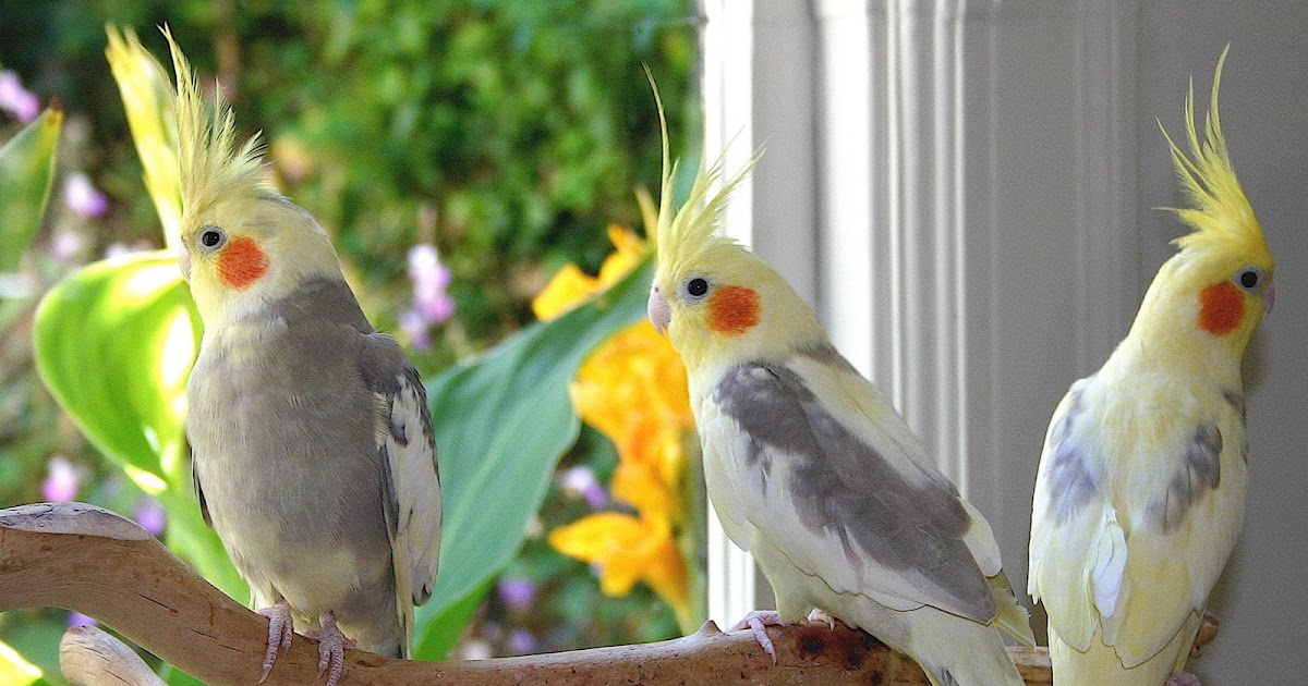 Jenis-jenis Burung Cockatiel - Budgie Bird