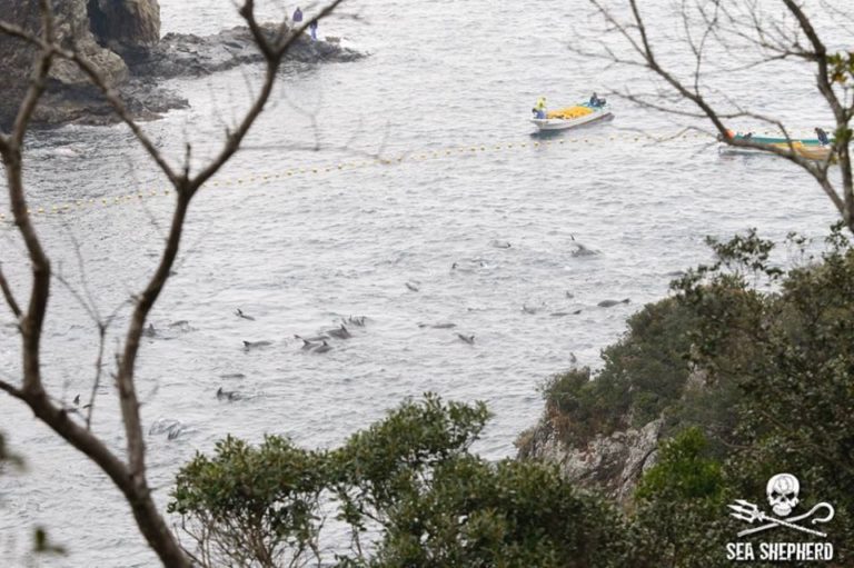 Hundreds Of Dolphins Trapped, Awaiting Infamous Annual Slaughter In Japan
