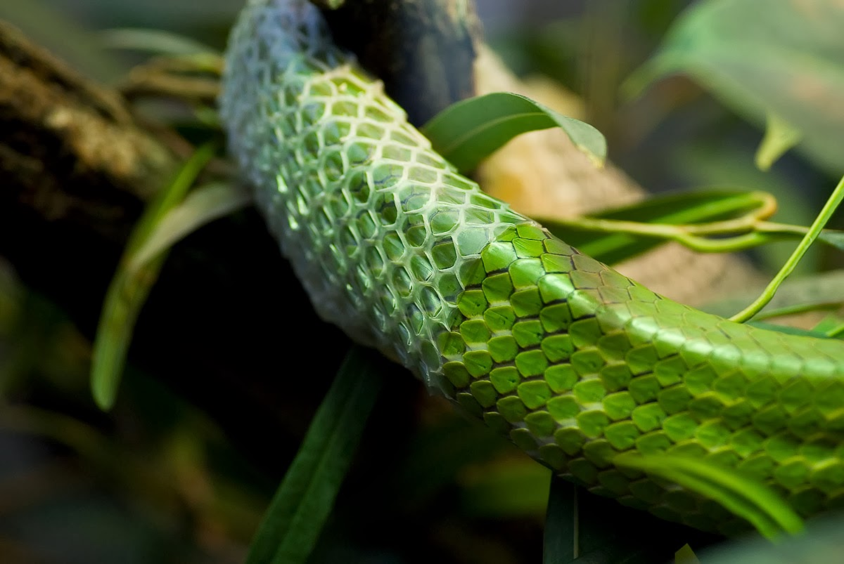 Life is short, but snakes are long: Blog Carnival: Ecology 