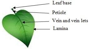 UNIT 1. PARTS AND FUNCTIONS OF A PLANT