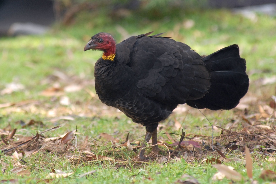 Kay Parkin Birding Goldcoast Hinterland Rainforest Birding