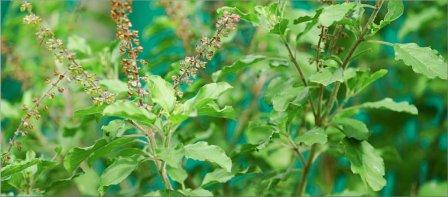 तुलसी के गुण | Benefits of Tulsi in Hindi तुलसी के गुण | Benefits of Tulsi in Hindi