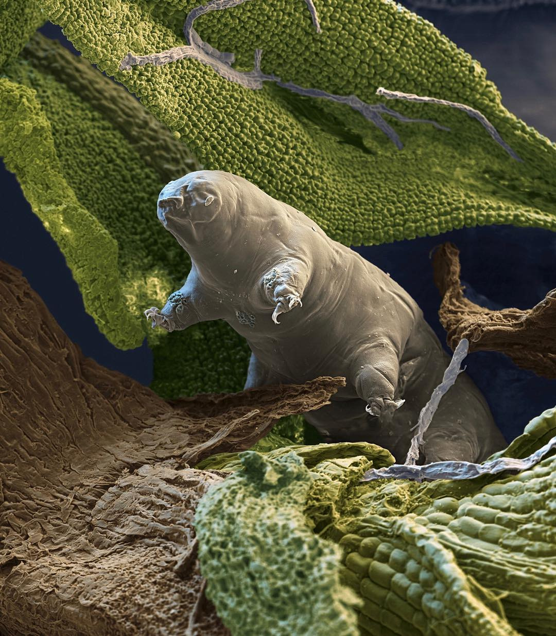 микроорганизм тихоходка. марианская тихоходка. бессмертные существа – тихоходки. бактерия тихоходка. тихоходка (tardigrada).