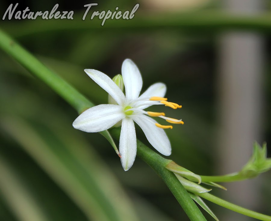 Flor característica de las Cintas o Lazos de Amor, Chlorophytum comosum