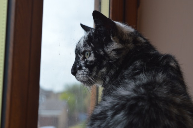 Kucing Hitam Mix Putih Ini, Terlahir dengan Perpaduan Warna yang Langka Kucing Hitam Mix Putih Ini, Terlahir dengan Perpaduan Warna yang Langka
