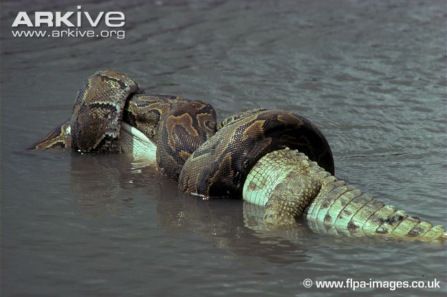 Reptiles and Amphibians: Pitón africana de las rocas (Python sebae)