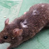 Mice change their appearance as a result of frequent contact with humans.