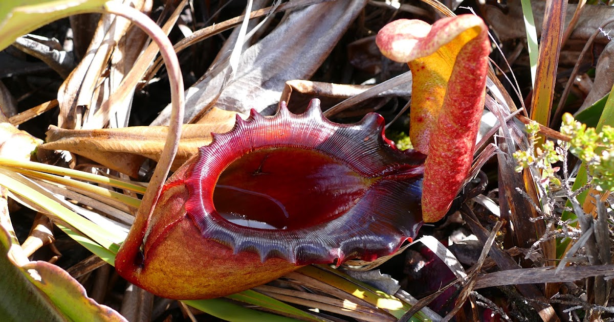 венерина мухоловка видоизменение листьев. выберите хищные растения. непентес крылатый. выберите хищные растения. росянка непентес.