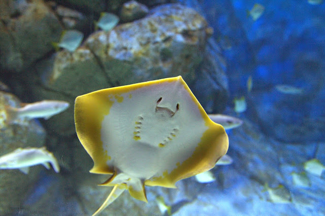 IMG_0015 Jalan-Jalan Terus: Lion City, Singapore