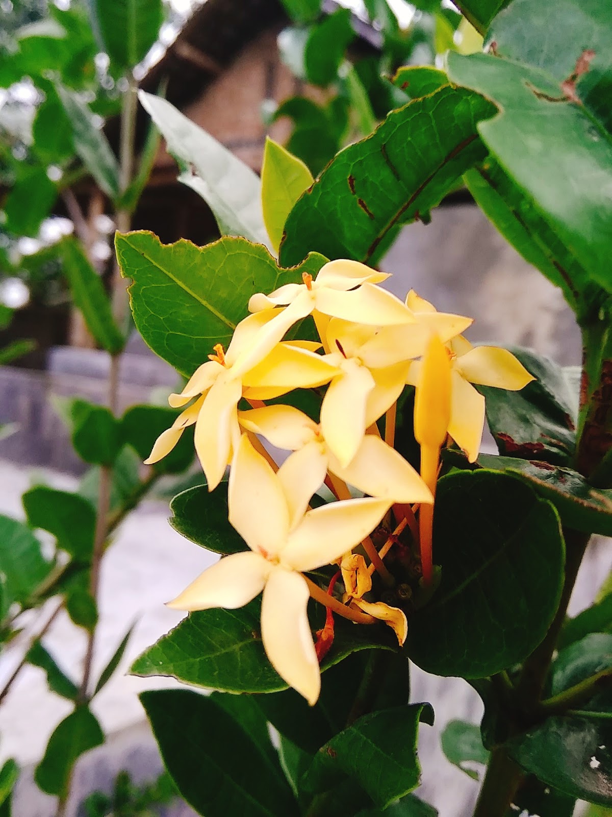 Paling Keren 23+ Gambar Bunga Asoka Kuning - Gambar Bunga Indah