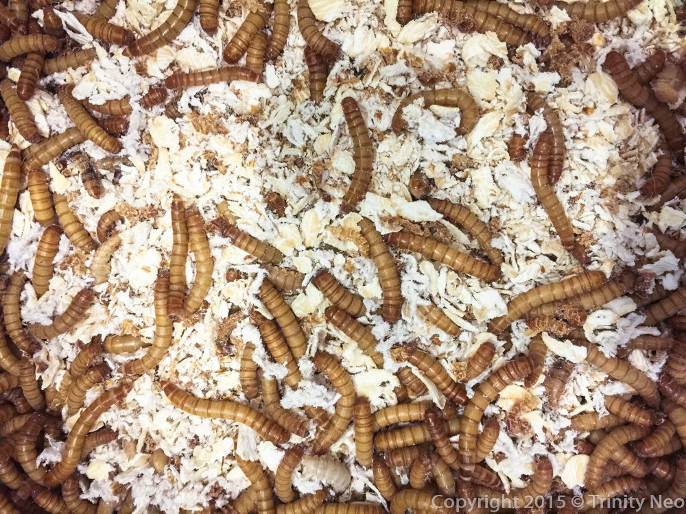 The Art & Science of ME Darkling Beetle Life Cycle