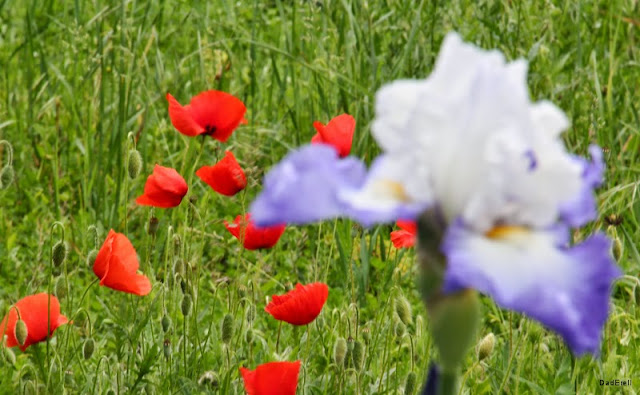 Iris bleu et blanc et coquelicots rouges